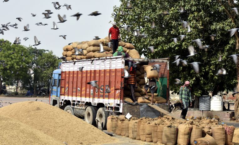 Arbeiders laden zakken tarwe in een vrachtwagen in New Delhi. De Indiase regering heeft de export van graan verboden uit angst voor tekorten in eigen land. Beeld Hindustan Times via Getty Images