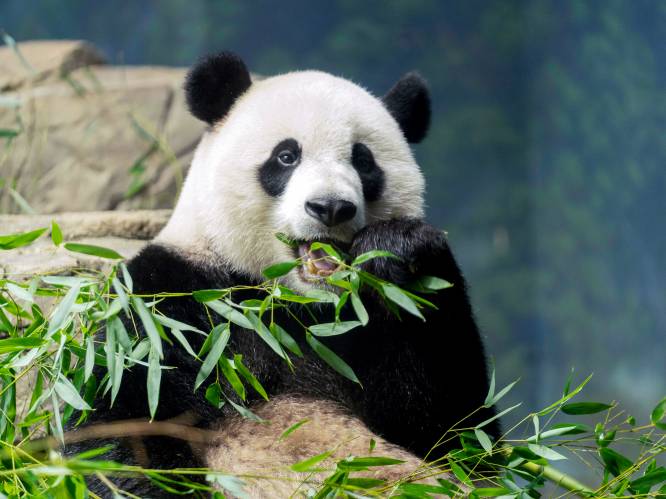Diplomatisch symbool: Verenigde Staten krijgen pandapaar van China