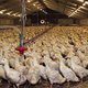 Nederland in de greep van vogelgriep: 190.000 eenden geslacht