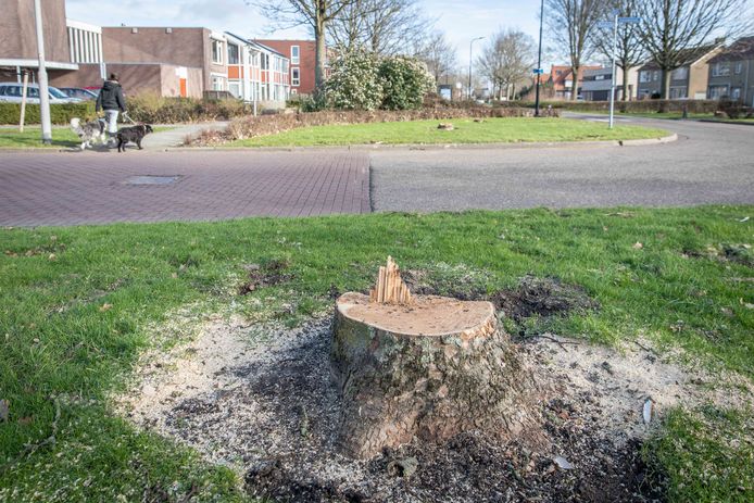 Op de kruising Boomdijk/Kanaalstraat/Eendracht zijn al een tiental gezonde bomen gerooid. Zij maken ruimte voor een rotonde die volgens een deel van Hansweert volstrekt overbodig is.