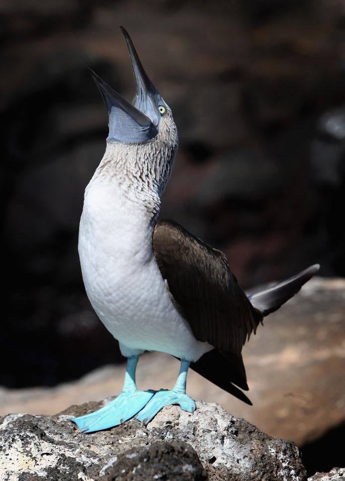 La sula dai piedi azzurri, un cormorano che, come la sula dai piedi rossi, si trova solo nelle Isole Galapagos.