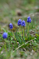 'Blue Spike': gevuldbloemig 'Cantab': helderblauw.