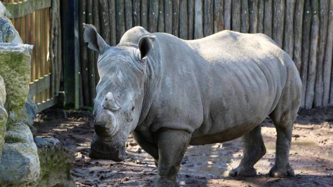 Pairi Daiza neemt drastische maatregel na vreselijke Franse stropersdaad