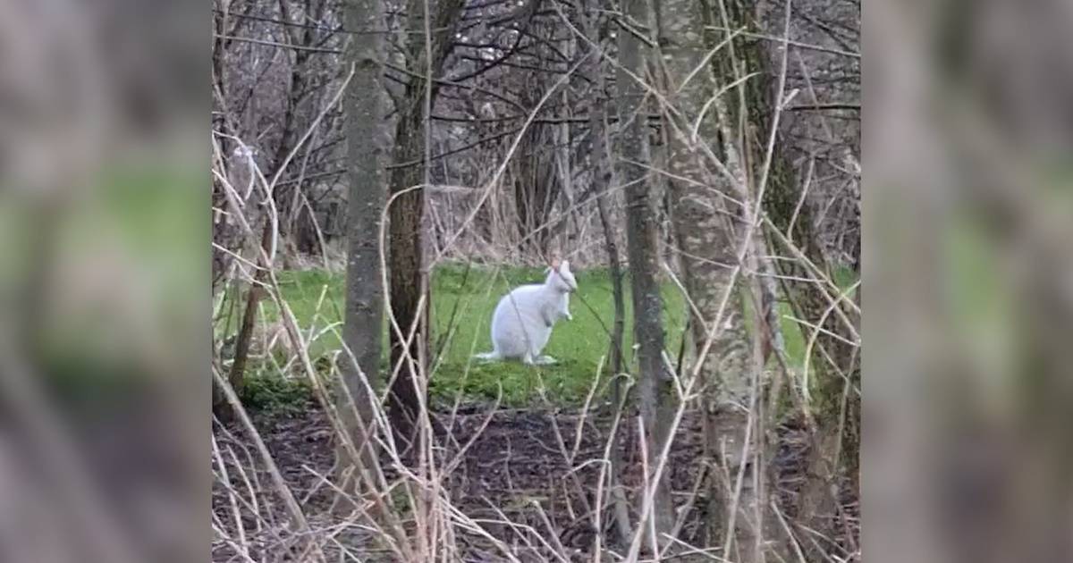 Edese wallaby Skippy overleden na aanrijding op de A12.