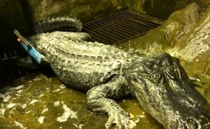 De 3,50 meter lange alligator.
