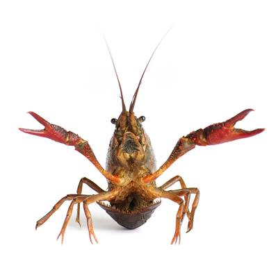 Italiaans hof: Kreeft mag geen kou lijden voor het koken