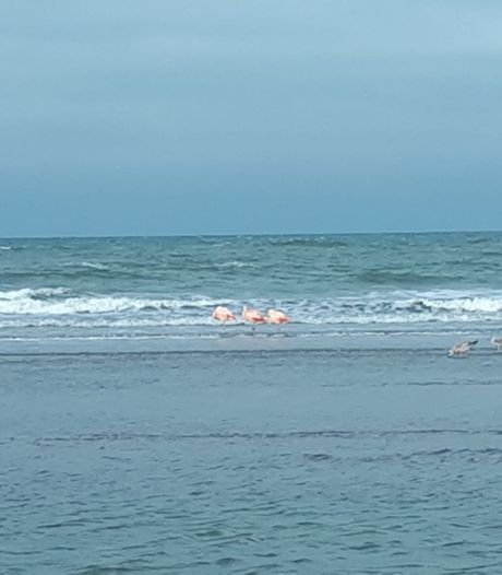 Westland lijkt wel op Aruba: Flamingo’s gespot op het strand bij Ter Heijde