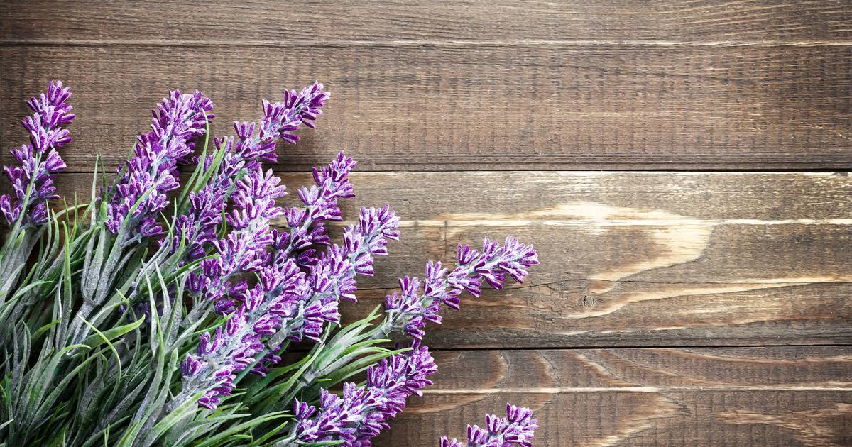 last van muggen deze 5 natuurlijke middeltjes helpen familie hln be