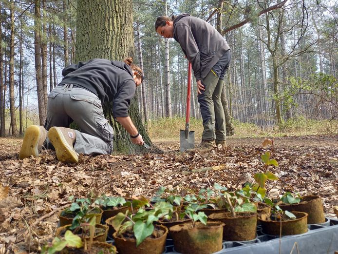 De eerste klimop werd aangeplant in Wachtebeke