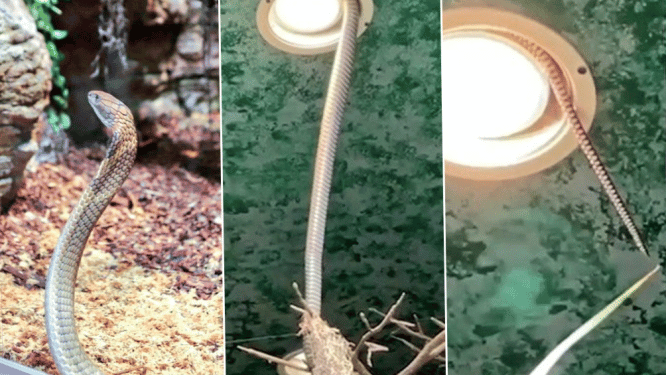 Houdini-ontsnapping via lamp: Zweedse dierentuin blijft gedeeltelijk gesloten door vermiste cobra