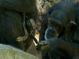 Een rouwende chimpansee draagt haar overleden baby al drie maanden.