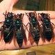 Meer dan 40 doden door gigantische wespen in China