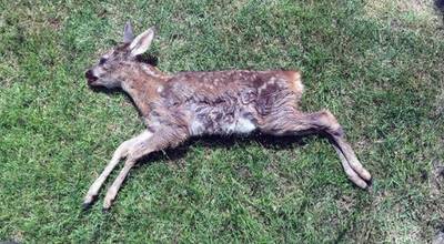 Reekalfje op Veluwe doodgebeten door hond: 'Dit wil je toch niet op je geweten hebben?'