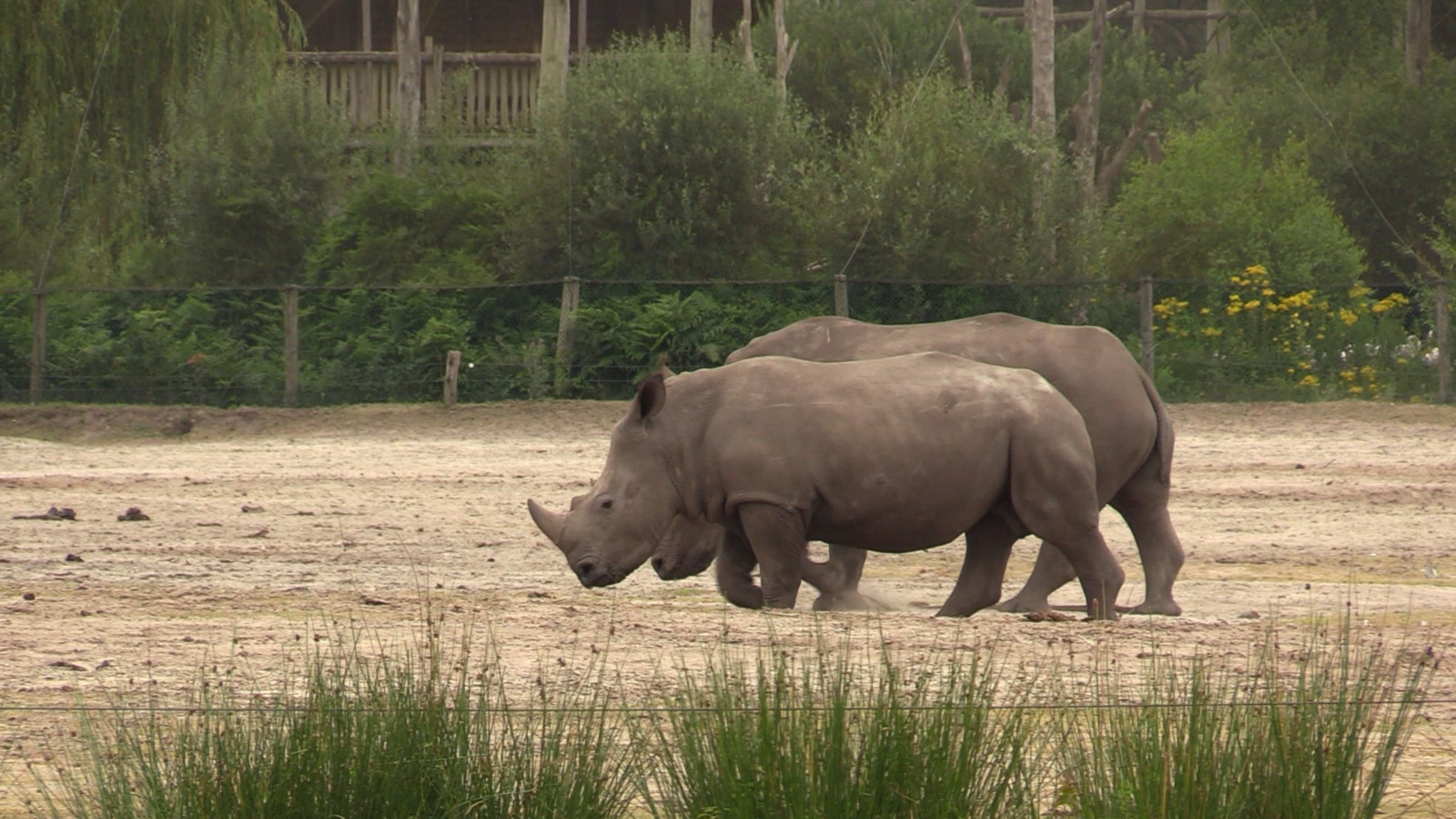 Kanoën tussen de wilde dieren in de Beekse Bergen 'Je wordt iedere