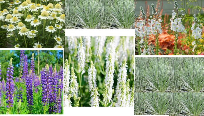 Inheemse Nederlandse planten fleuren de tuin op en je hoeft er niet veel aan te doen.