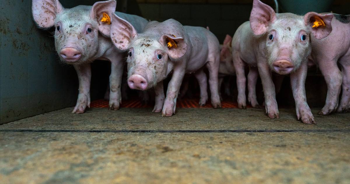 Les éleveurs de porcs peuvent désormais eux-mêmes étourdir les ...