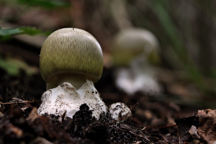 Groene knolamaniet (Amanita phalloides)