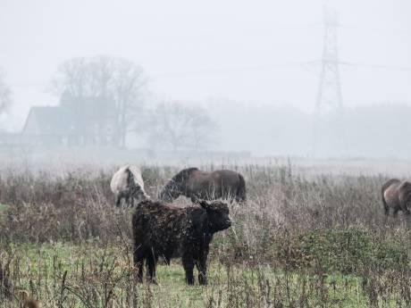 Op veel meer plekken blijkt rivierengebied vervuild: risico op gif in vlees van wilde grazers