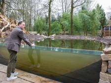 Apenheul investeert 1,5 miljoen euro in nieuwe ruimte met zwemmende apen en bezichtiging onder water