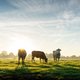 Wat is de gekkekoeienziekte ook alweer (en kun je het als mens ook oplopen)?