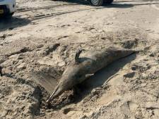 Dode dolfijn aangespoeld op strand Domburg
