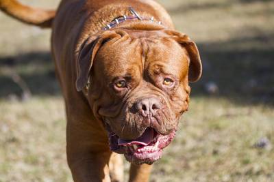 Spaanse moeder en dochter door koppel eigen honden verscheurd