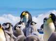 Duizenden kuikens van kolonie pinguïns op Antarctica verdronken nadat zee-ijs barst
