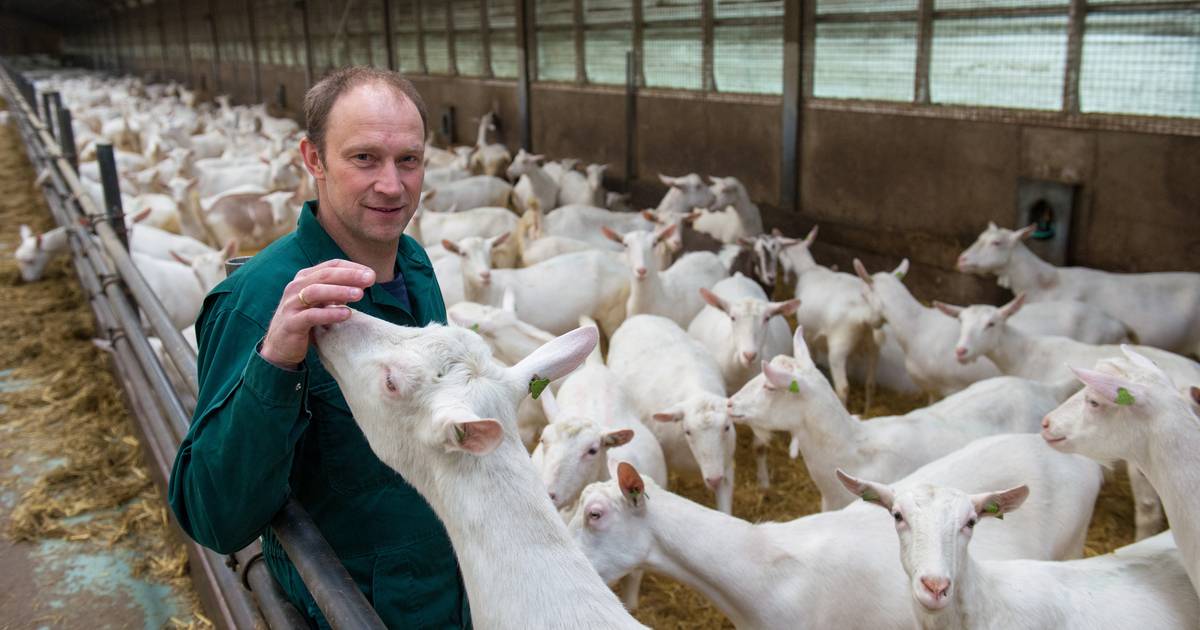 Hardenbergse boeren noemen zorgen geitenhouderij overdreven