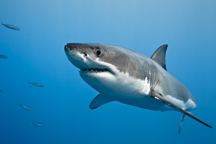 Tijdens een ochtendlijke zwempartij kwam een Australische mijnwerker per ongeluk tijdens een duik met een haai in contact.