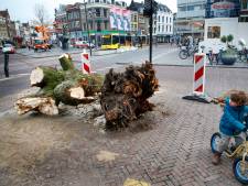 Kastanjeboom van meer dan 70 jaar oud op de Neude valt zomaar om: ‘Toch zonde, wéér een boom weg’