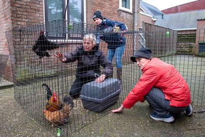 Kippen vangen blijkt geen koud kunstje: ‘Dit wordt hem niet, ze hebben geen honger’