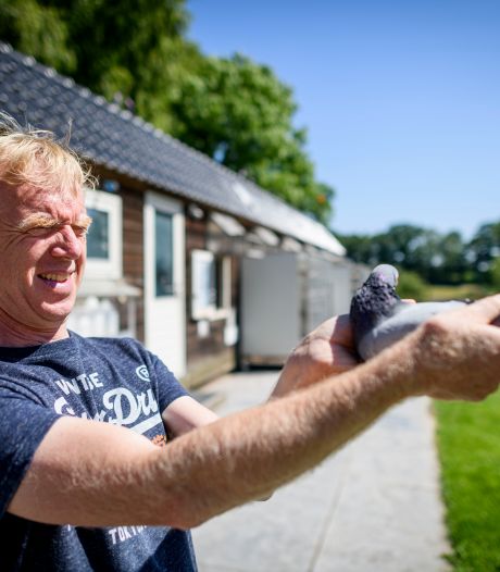 Twentse Jelle heeft al zijn duiven terug na door noodweer geteisterde vlucht: ‘Snap niet dat ze zijn losgelaten’ 