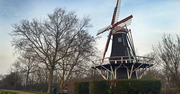 Eik bij molentje Brouwershaven wordt gekapt