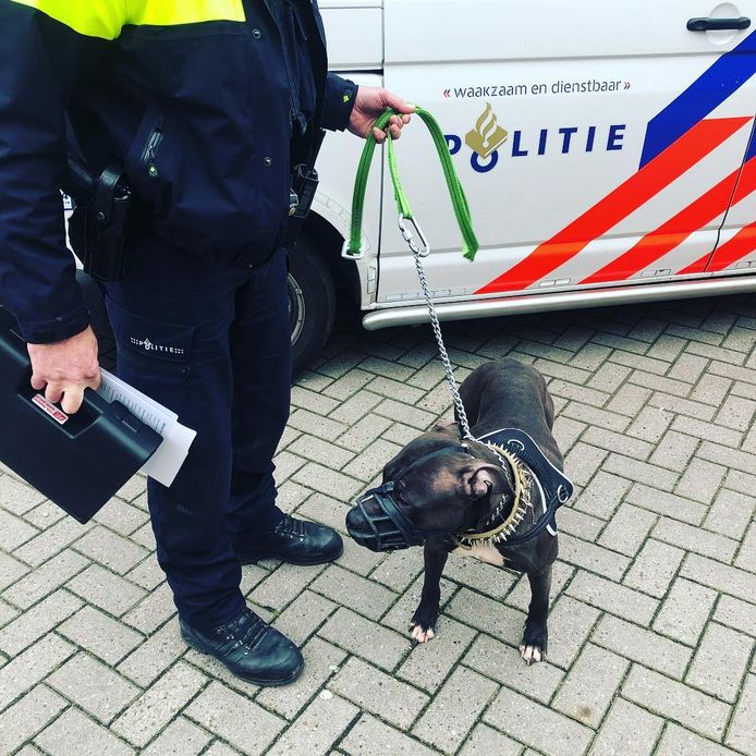 Hond in beslag genomen na bijtincident Nijmegen Nijmegen gelderlander.nl