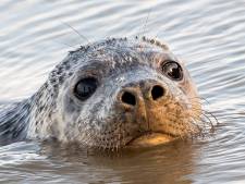 Hoe de gevoelige snorharen van een zeehond ons in de toekomst van dienst kunnen zijn