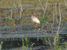 Zeldzame ralreiger voor vierde keer ooit in omgeving Nijmegen gespot: ‘Hij heeft een punkachtige verentooi’