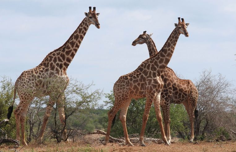 Giraffen in het Krugerpark in Zuid-Afrika. Zonder ingrijpen is er kans op uitsterven. Beeld AP
