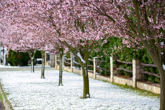 In Hongarije staan de kerselaars in bloei, maar wordt de lente gefnuikt door late sneeuwval. Ook in de Ardennen is zondag sneeuw mogelijk.