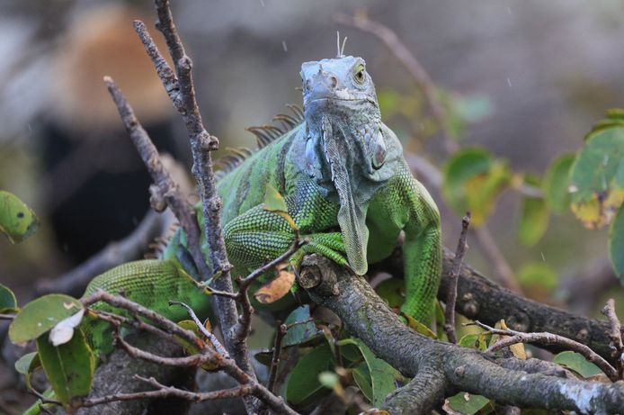 Se la temperatura scende sotto i 5°C, pioveranno iguane dagli alberi.