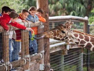 Het debat: moeten dierentuinen afgeschaft worden?