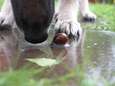 Hondeneigenaars opgelet: slakken kunnen dodelijke ziekte overbrengen op je huisdier