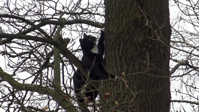 Toen de brandweer dichterbij kwam met de hoogwerker besloot de kat zelf maar uit de boom te klimmen.