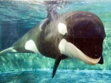 Actiegroep in beroep: orka Morgan onder valse voorwendselen verhuisd van Harderwijk naar Tenerife