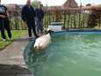Ontsnapte koe belandt in zwembad