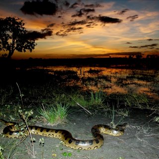Wetenschappers vinden wervels van mogelijk grootste slang ooit