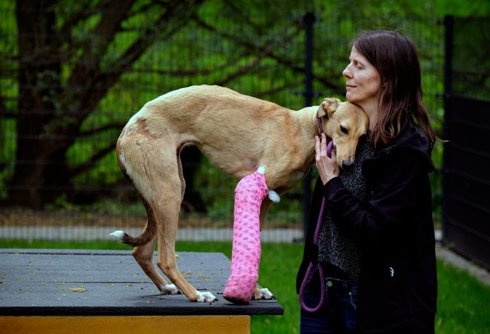 De gevonden windhond met gebroken poot zoekt zichtbaar troost bij één van de verzorgers van Louterbloemen.