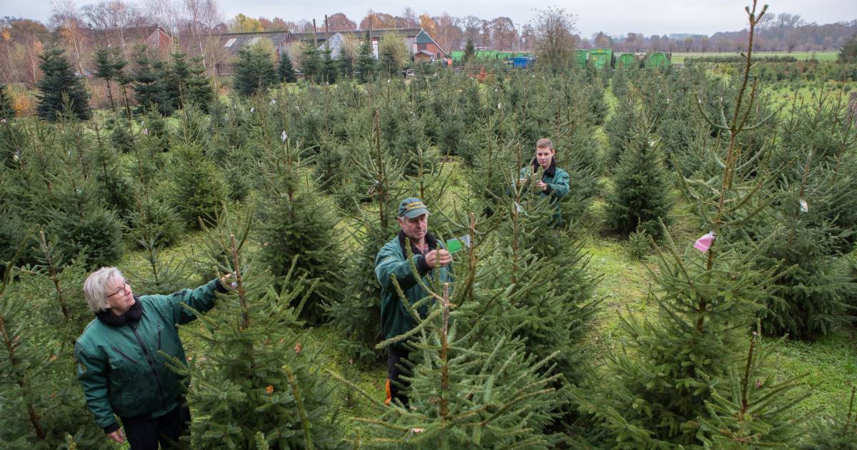 Pas de kerstboom opzetten als Sinterklaas geweest is? Dat gebeurt echt