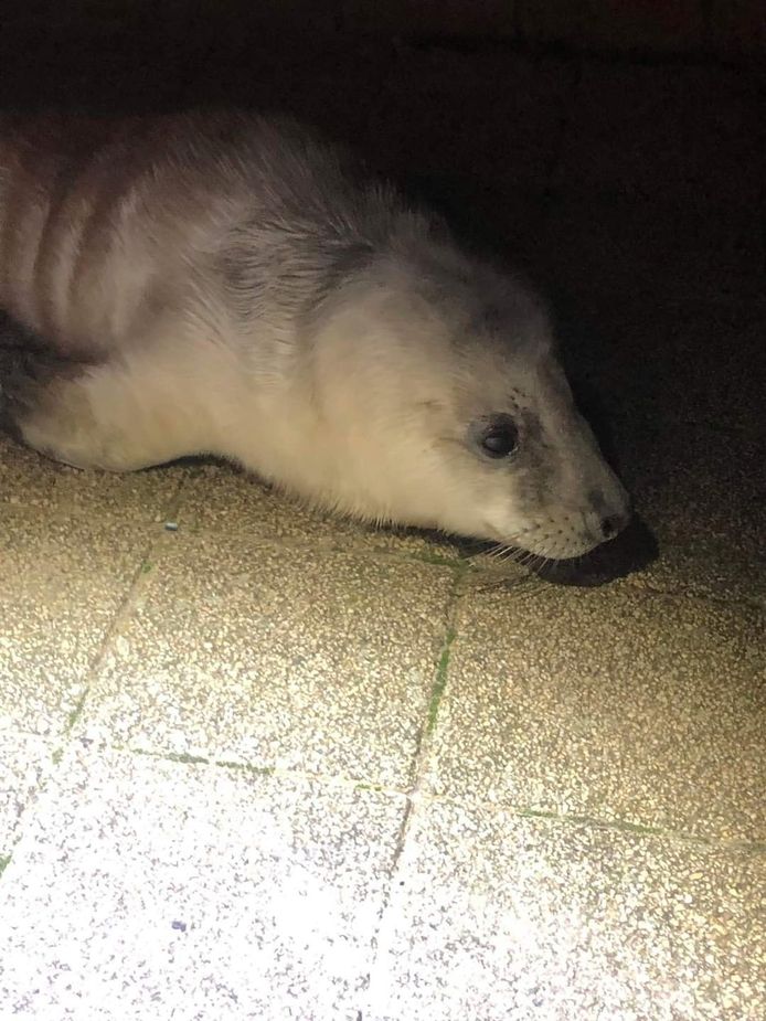 De zeehondenpup kroop donderdagavond op de zeedijk en vervolgens naar beneden richting het Christianaplein in De Haan.