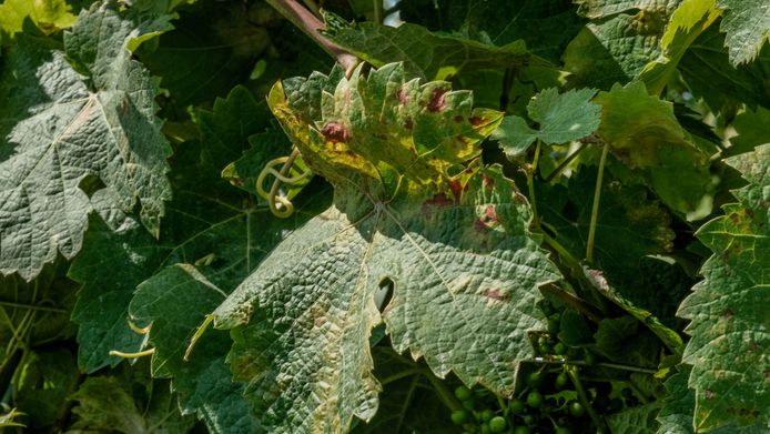 De valse meeldauw, een schimmelinfectie, tast de bladeren van de wijnranken aan.