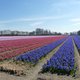Is de Keukenhof te druk? Dan is wandelen langs de bollenvelden een prima alternatief